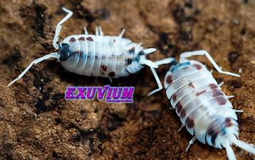 Porcellio silvestrii Dalmatian isopods / pissebedden beschikbaar voor biedingen