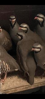 Chukar  / patrijs  /. Haan  / keklik, Dieren en Toebehoren, Mannelijk