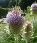 Biologische Grote Kaardebol Zaden, Tuin en Terras, Ophalen of Verzenden, Volle zon