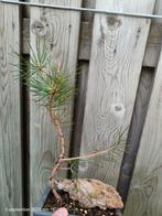 Zwarte Den Black Pine, Ophalen of Verzenden, Minder dan 100 cm, Overige soorten