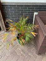 Palm, Ophalen of Verzenden