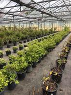 Tekoop: prunus (Lusitanica Tico), Ophalen, Zomer, Overige soorten