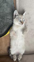 Siamese kitten(meisje), Dieren en Toebehoren, Poes