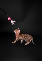 ☆Top Ras☆ Bengaalse kittens met stamboom, kampioen kat thuis, Meerdere dieren, Met stamboom