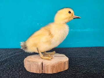 Schattige opgezette kleine eendje!Nr 2 beschikbaar voor biedingen