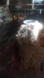 Los hooi, Ophalen of Verzenden