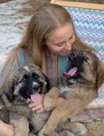 Italiaanse en Duitse Herder Kruizing pups, Dieren en Toebehoren, Rabiës (hondsdolheid), 8 tot 15 weken, Meerdere, Meerdere dieren