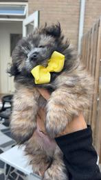Lhasa apso x pomeriaan pups- Gezond, Lief & Sociaal, Dieren en Toebehoren, Overige rassen, 8 tot 15 weken, CDV (hondenziekte)