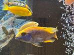 Malawi chiclid, Dieren en Toebehoren, Vissen | Aquariumvissen, Vis