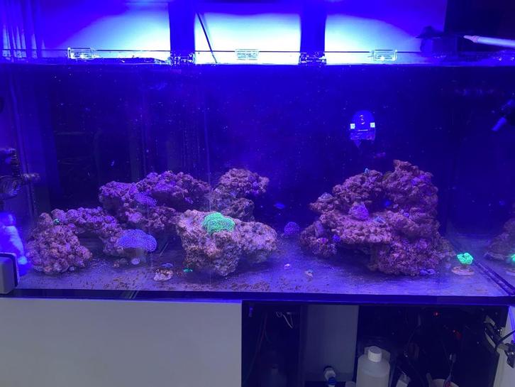 Compleet zeeaquarium, Dieren en Toebehoren, Vissen | Aquaria en Toebehoren, Zo goed als nieuw, Gevuld zeewateraquarium, Ophalen of Verzenden