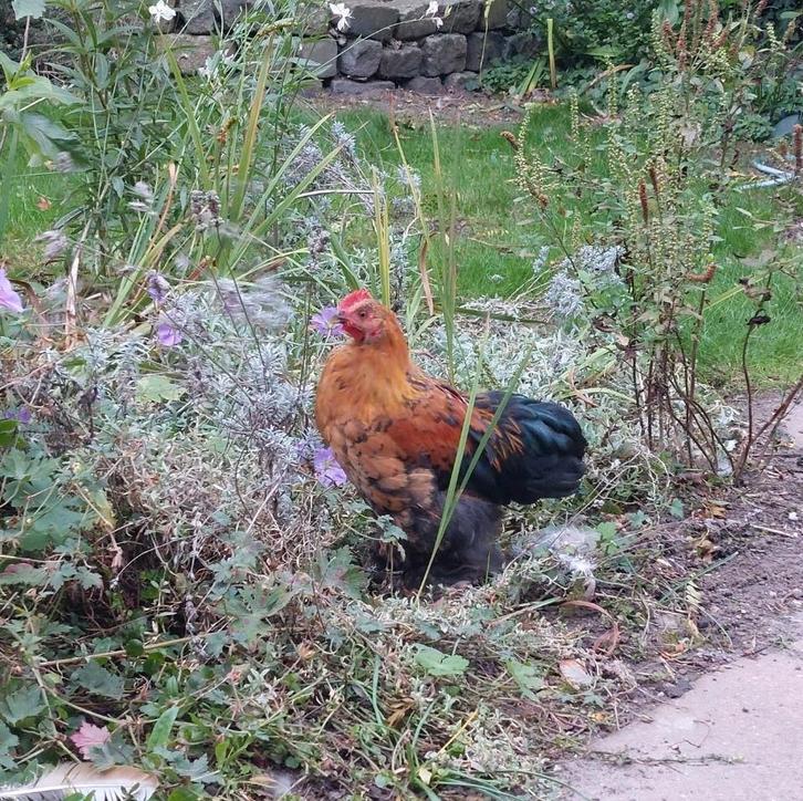 Jonge haan Cochin kriel - gratis, Dieren en Toebehoren, Pluimvee, Kip, Mannelijk