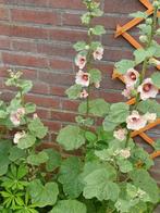 Stokroos Halo Apricot, Tuin en Terras, Bloembollen en Zaden, Ophalen of Verzenden, Voorjaar, Volle zon