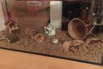 Terrarium en kooi voor knaagdier inclusief accessoires, Dieren en Toebehoren, Knaagdieren en Konijnen | Hokken en Kooien, Kooi