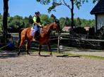 Lieve draver, Dieren en Toebehoren, Paarden, Ruin, Recreatiepaard, 7 tot 10 jaar
