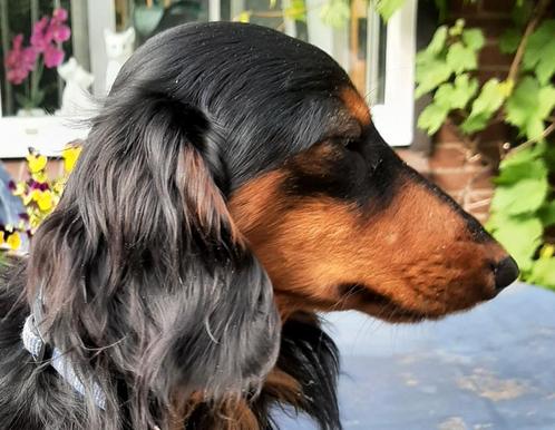 Mooie lieve dwerg teckel bied zich aan voor leuke teefjes!, Dieren en Toebehoren, Honden | Dekreuen, Reu, Particulier, Eén hond
