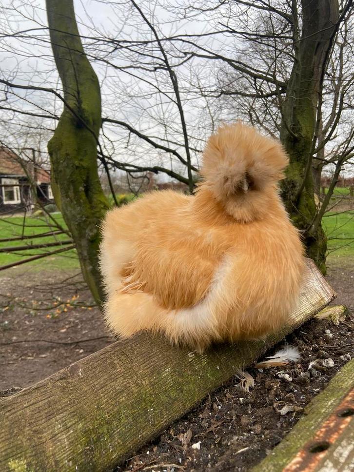 Usa zijdehoender hennen te koop, Dieren en Toebehoren, Pluimvee, Kip, Vrouwelijk