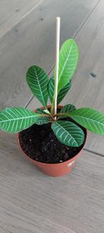Diverse mooie en gezonde stekjes Madagascar Jewel, Ophalen, Overige soorten, Minder dan 100 cm