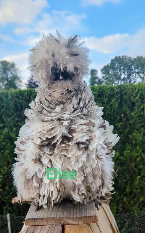 Broedeieren krul usa zijdehoen zijdehoenders kippen, Dieren en Toebehoren, Pluimvee, Kip