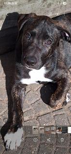 Superlieve Kruising Amerikaanse Stafford/Whippet Pup, Dieren en Toebehoren, Reu, 8 tot 15 weken, Eén hond, Middel