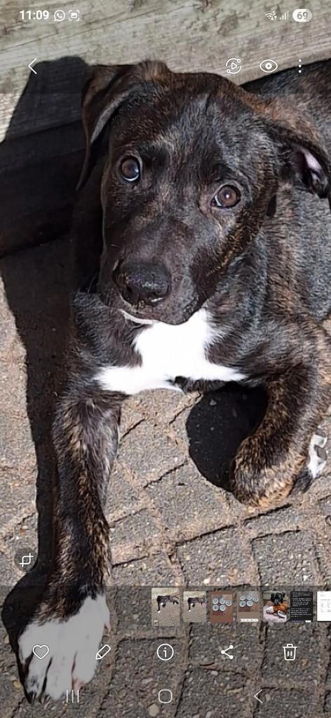 Superlieve Kruising Amerikaanse Stafford/Whippet Pup, Dieren en Toebehoren, Honden | Niet-rashonden, Middel, Reu, Particulier