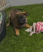 Mechelse x hollandse herder pups 🐶, Dieren en Toebehoren, Parvo, 8 tot 15 weken, Meerdere, Meerdere dieren
