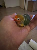 Mooie agapornis, Dieren en Toebehoren, Geslacht onbekend, Dwergpapegaai of Agapornis, Tam