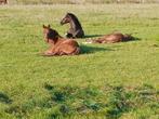 Bijbaantje: gevraagd hulp paarden verzorgen, Dieren en Toebehoren, Stalling en Weidegang