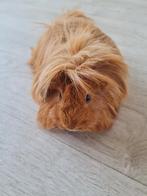 Cavia langharig, Dieren en Toebehoren, Knaagdieren, Mannelijk, Tam, Maart, Cavia