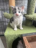 Nog 2 mooie Maine Coon meisjes, Meerdere dieren, Met stamboom, 0 tot 2 jaar