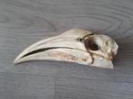Schedel Geelhelm neushoornvogel vrouw rariteitenkabinet, Ophalen of Verzenden, Zo goed als nieuw, Vogel, Schedel