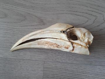 Schedel Geelhelm neushoornvogel vrouw rariteitenkabinet  beschikbaar voor biedingen