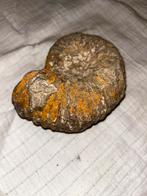 Vascoceras ammoniet fossiel, Verzamelen, Mineralen en Fossielen, Ophalen of Verzenden, Mineraal