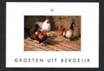 Bergeijk Kippen Haan Groeten uit Bergeijk., Ophalen of Verzenden, 1980 tot heden, Ongelopen, Noord-Brabant