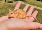 Satijn en kleurmuizen, Dieren en Toebehoren, Muis, Januari, Meerdere dieren, Tam