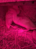 2 loopeenden, Dieren en Toebehoren, Pluimvee, Meerdere dieren, Eend