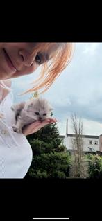 Scottish Long Hair Kittens, Dieren en Toebehoren, Katten en Kittens | Overige Katten, Poes, Langharig, 0 tot 2 jaar