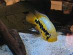 Te koop koppel Parachromis friedrichsthalii, Dieren en Toebehoren, Vissen | Aquariumvissen, Vis