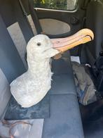 Zeldzame Opgezette Albatros, Ophalen of Verzenden