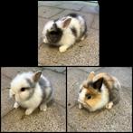 Dwergkonijntje leeuwenkopje, Dieren en Toebehoren, Konijnen, Vrouwelijk, Dwerg