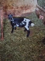 Dwerggeit, Dieren en Toebehoren, Schapen, Geiten en Varkens, Vrouwelijk, Geit, 0 tot 2 jaar