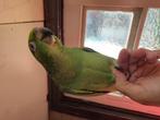 Geelvoorhoofd Amazone Papegaai, Dieren en Toebehoren, Vogels | Parkieten en Papegaaien, Mannelijk, Papegaai, Geringd