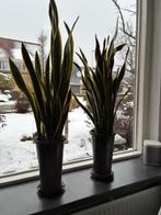 planten, Volle zon, Vaste plant, Bloeit niet, Ophalen