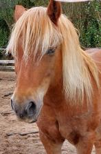 VERZORGSTER PONY GEZOCHT., Dieren en Toebehoren, Ophalen of Verzenden, Nieuw