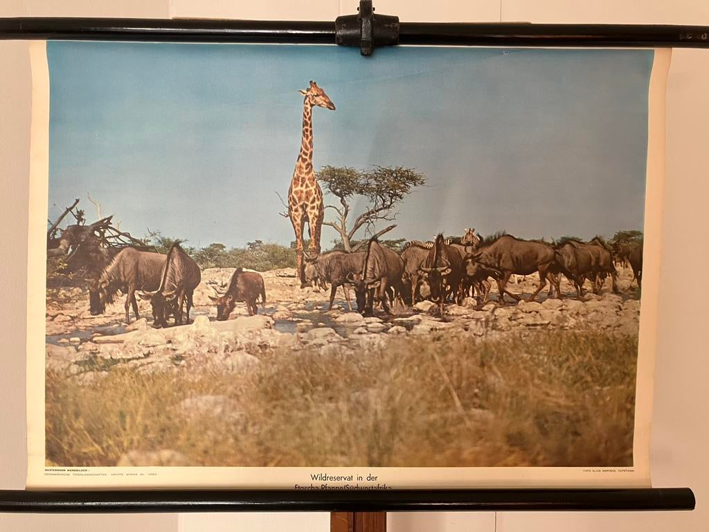 Schoolplaat Wildreservaat Zuid west Afrika, Ophalen of Verzenden, Natuur en Biologie