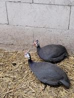 Parelhoenders, Meerdere dieren