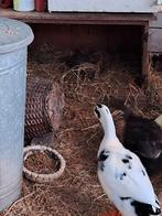 Aangeboden 3 grote loopeenden ( Saksische x stadseend) woerd, Dieren en Toebehoren, Mannelijk, Eend