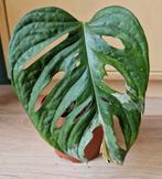 Monstera Adansonii Japanese Tricolor XL stek, Ophalen of Verzenden