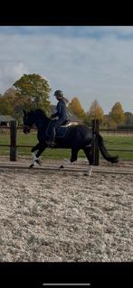 7 jarige merrie Iconic B x Andretti, Dieren en Toebehoren, Paarden, Merrie, Gechipt, M, Dressuurpaard