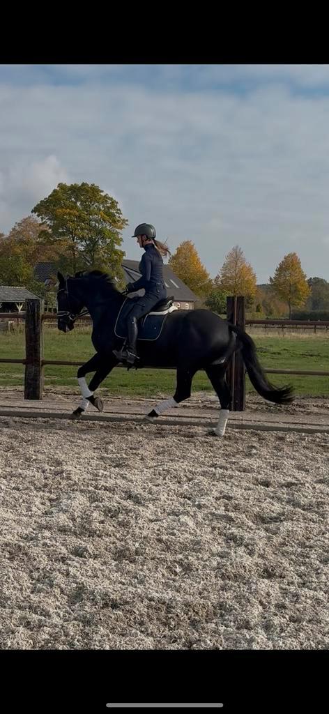 7 jarige merrie Iconic B x Andretti, Dieren en Toebehoren, Paarden, Merrie, M, 165 tot 170 cm, 7 tot 10 jaar, Dressuurpaard, Met stamboom