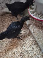 Ayam cemani, Dieren en Toebehoren, Mannelijk, Kip